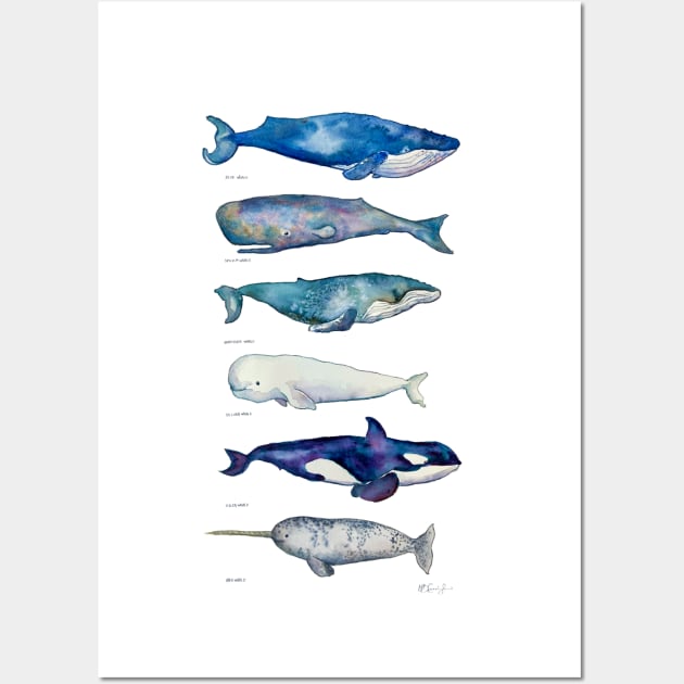 Whale Species Wall Art by CunninghamWatercolors